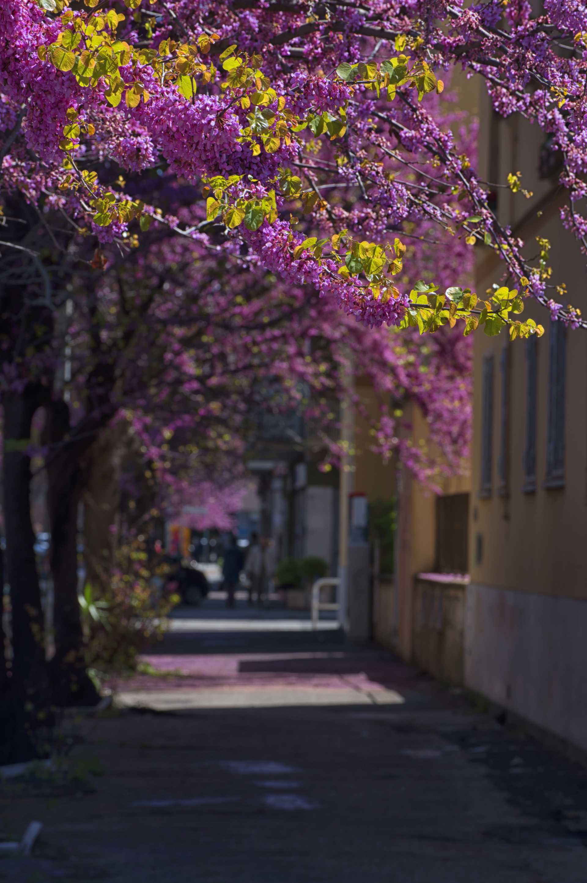 Anche Ostia ha il suo Hanami